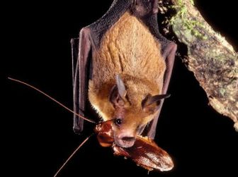 Pipistrelli contro la zanzara tigre «Segnalate la loro presenza» - Cronaca - L'Eco di Bergamo - Notizie di Bergamo e provincia