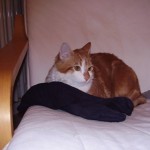 Smarrito gatto - zona Mozzo |