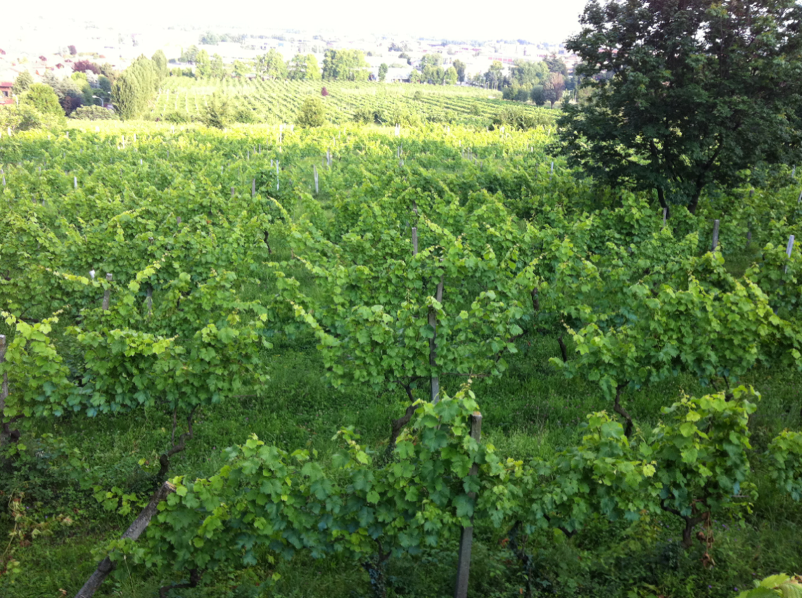 vigneto mozzo