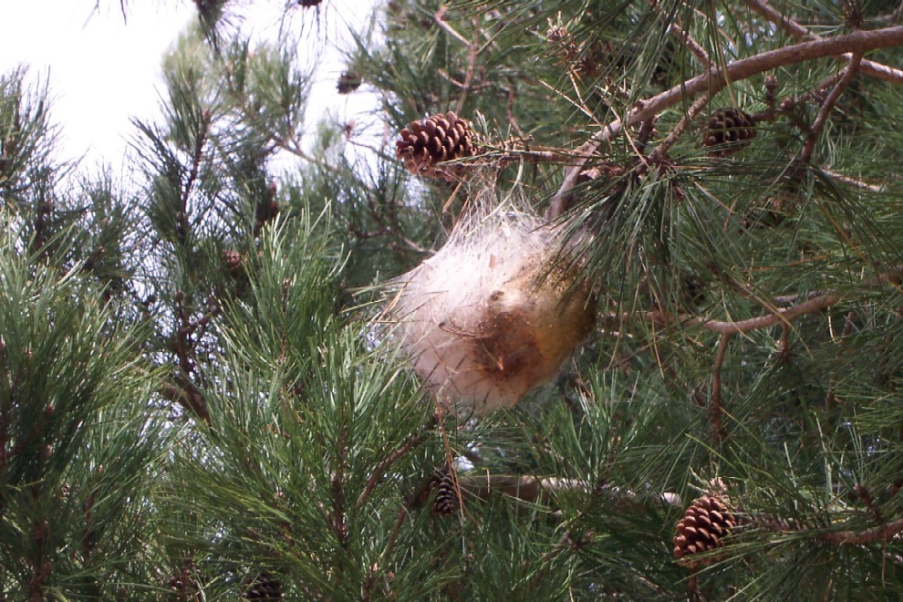ordinanza n. 5/2013 lotta alla processionaria del pino campagna 2013 - ::: Rete Civica del Comune di Mozzo :::