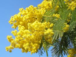 OLTRE L'8 MARZO... - ::: Rete Civica del Comune di Mozzo :::